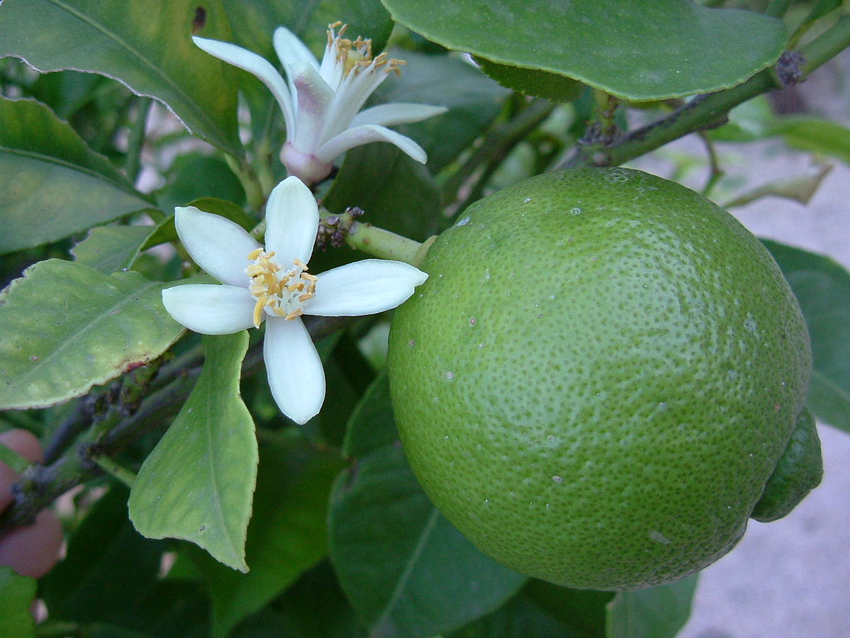 Cây Chanh. Citrus aurantifolia - Cây Thuốc Nam Quanh Ta
